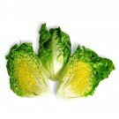 Salatherzen vom Römersalat (Spanien)