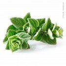 Oregano