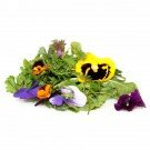 Wildkräutersalat