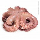 Pulpo - Octopus geputzt