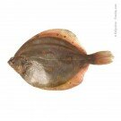  Bretonische Scholle